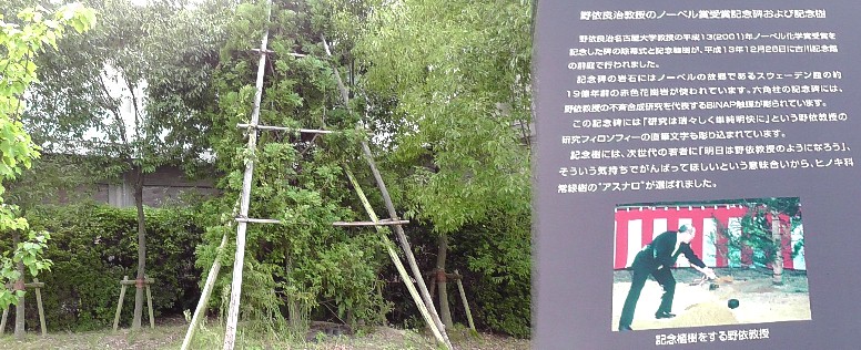 ノーベル賞受賞の野依良治先生の記念植樹（大学構内）