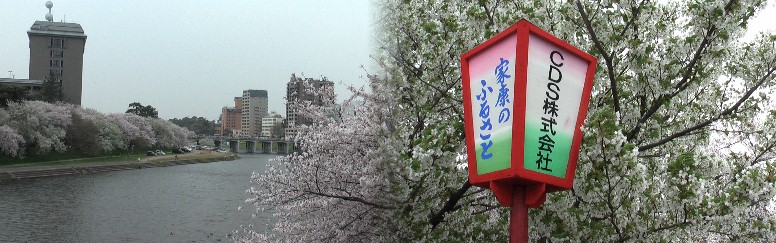 乙川堤の桜:明代橋から2011,4,11写す。