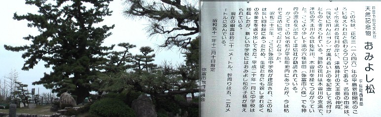 弥富市天然記念物・おみよしの松（黒松）。 おみよしの松