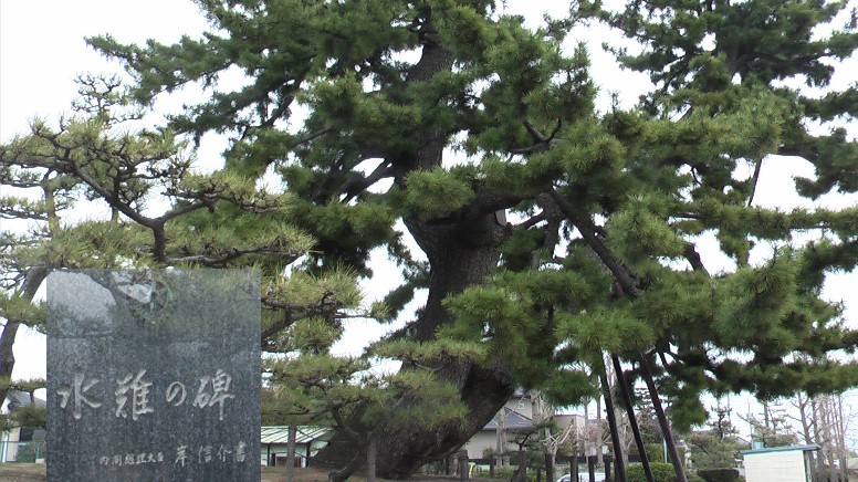 見事な幹と枝が圧巻です。水難の碑（伊勢湾台風）は元総理大臣・岸信介書です。