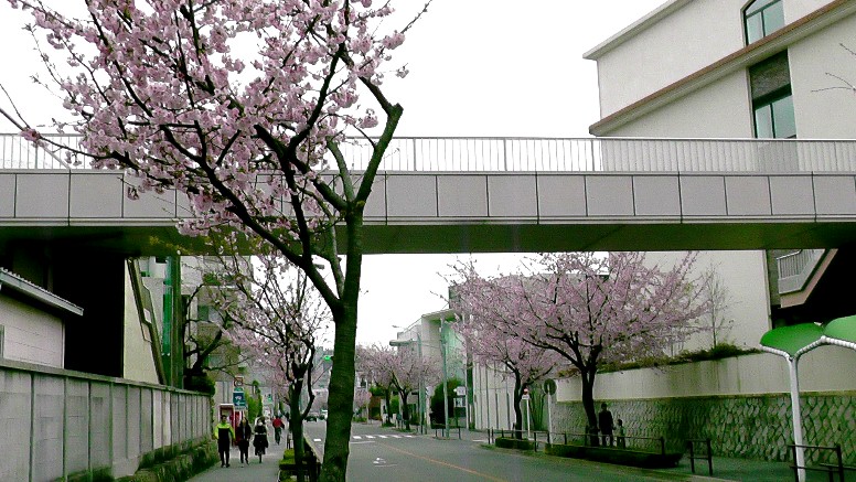 満開となりました。高岳駅下車。2017.3.20日撮影場所。 大寒桜並木/撮影場所 桜通りに桜無く、ちょっと北に入ると名古屋で一番早く咲く桜を植えた地元の熱意が伝わってきます。