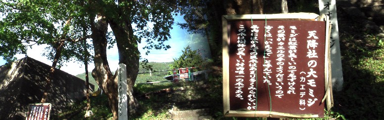 坂の途中左手の大モミジの木。