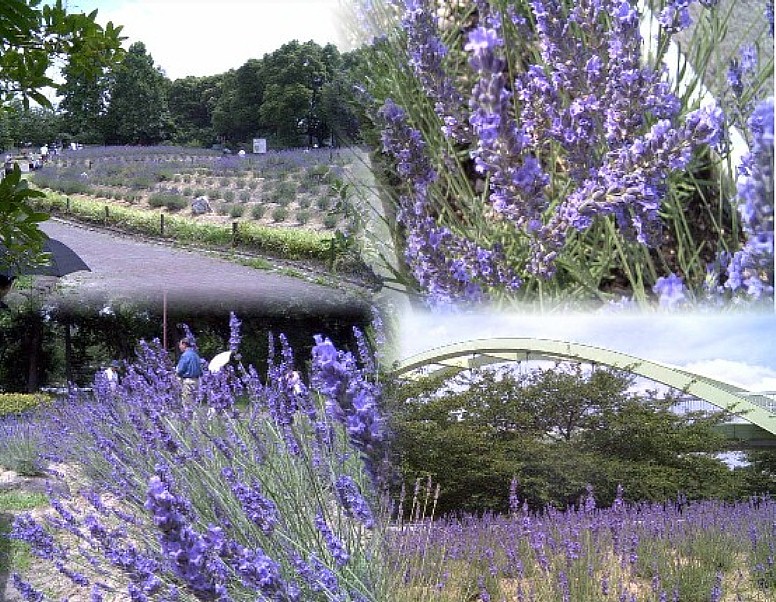 荒子川公園「ラベンダーフェア」開催(写真平成16年6月19日撮影)駅すぐ