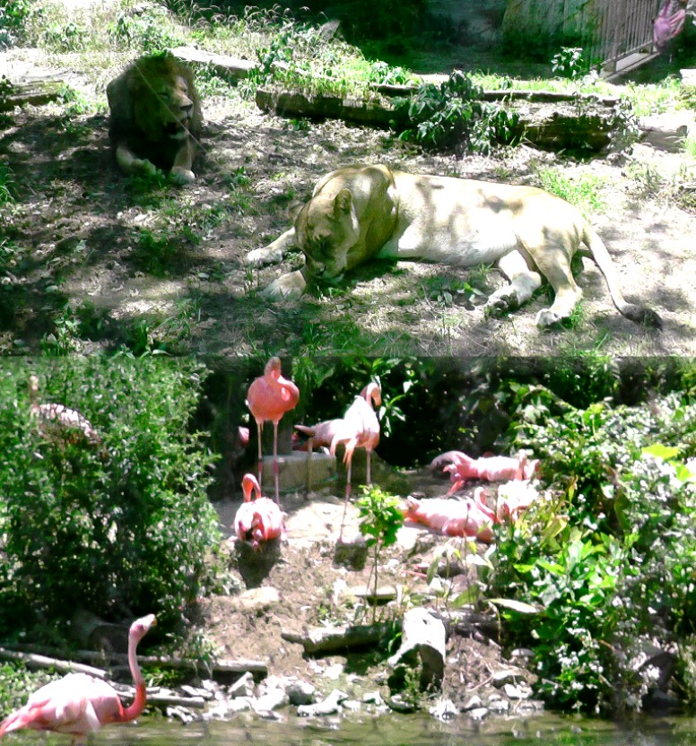 写真上はライオンの運動場。下はフラミンゴの群生池。２０羽くらいいます。