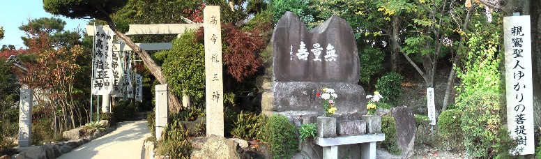 蓮教寺境内の親鸞聖人ゆかりの菩提樹。左は高帝竜王神を祀る社。
