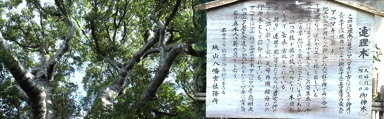 縁結びの御神木「連理木・れんりぼく」、現在養生修理中。下記リンク参照