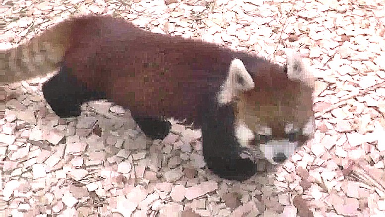 東山動物園初公開のレッサーパンダ。 東山動物園初公開のレッサーパンダ。 東山動物園初公開のレッサーパンダ。 東山動物園初公開のレッサーパンダ。 東山動物園・本園１。 東山動物園・レッサーパンダ舎ほか本園２。 東山動物園・本園３。