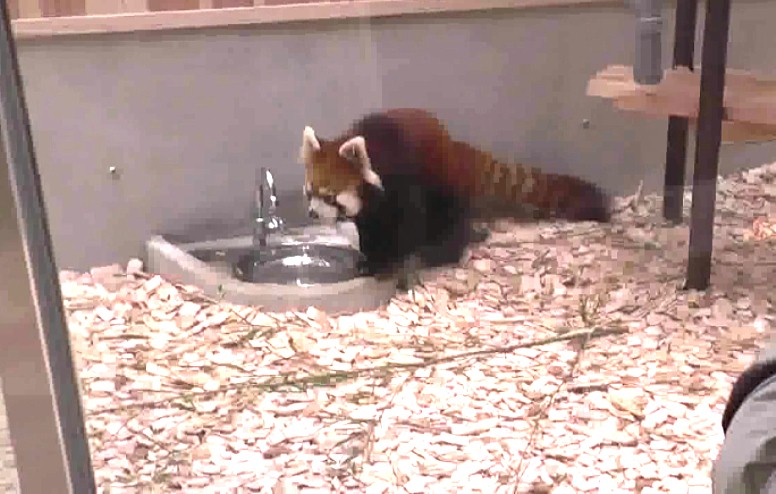 東山動物園初公開のレッサーパンダ。 東山動物園初公開のレッサーパンダ。 東山動物園初公開のレッサーパンダ。 東山動物園初公開のレッサーパンダ。 東山動物園・本園１。 東山動物園・レッサーパンダ舎ほか本園２。 東山動物園・本園３。