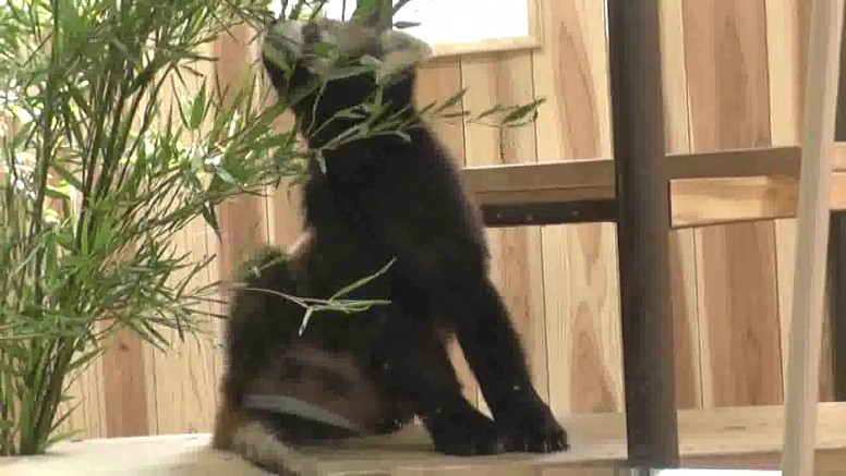 東山動物園初公開のレッサーパンダ。 東山動物園初公開のレッサーパンダ。 東山動物園初公開のレッサーパンダ。 東山動物園初公開のレッサーパンダ。 東山動物園・本園１。 東山動物園・レッサーパンダ舎ほか本園２。 東山動物園・本園３。