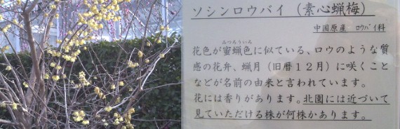 ソシンロウバイ。