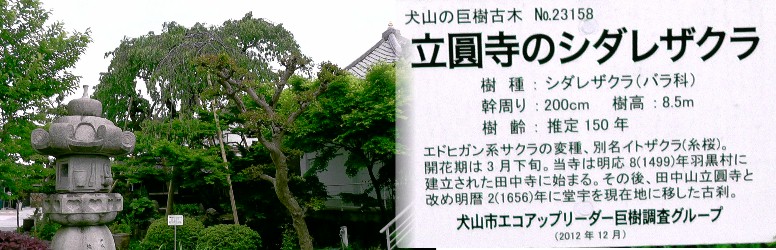 立円寺境内のしだれ桜。