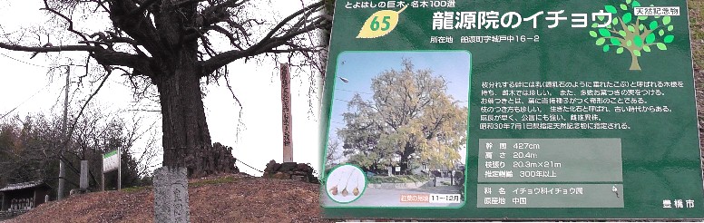 龍源院のイチョウ。 龍源院・イチョウ
