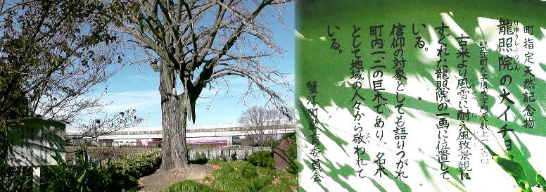 龍照院境内の大イチョウの木。