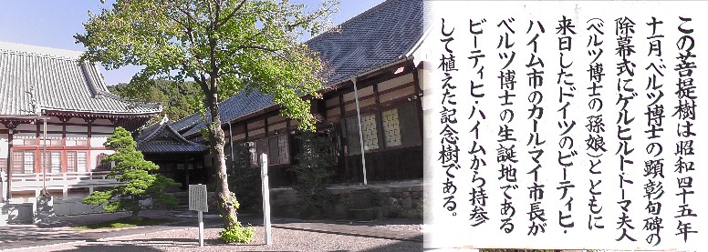 西明寺境内の菩提樹。関連：御油宿