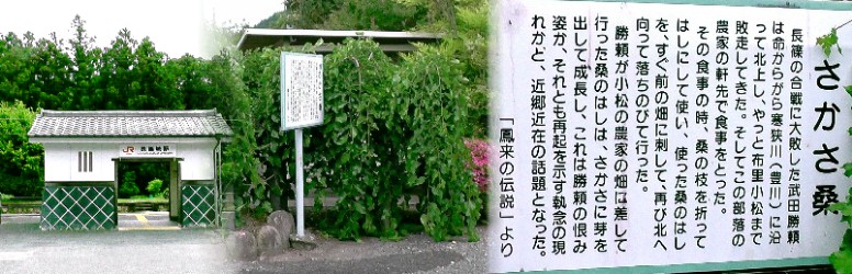 長篠城駅前（左）のさかさ桑の木。