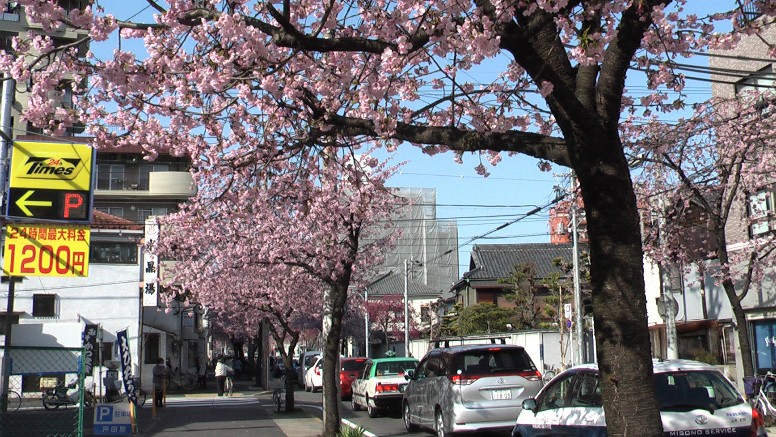 名古屋で一番早く咲く桜を植えていただきたいと地元の希望で、大寒桜 (オオカンザクラ) 当初十六本の苗木が植えられた。緋寒桜とも名古屋で満開です。2013.3.19日撮影。 大寒桜並木