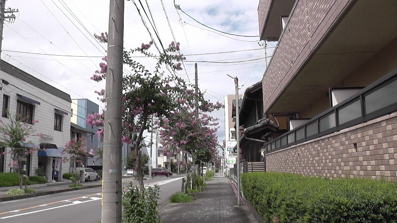 2022.08.13 日撮影。百日紅（さるすべり）の街路樹、9月半ば、 いまだピンクの花が咲く街並み。西区はもちろん名古屋市内でも数少ない百日紅の咲く美しい歩道です。 鶴舞線庄内通駅前、左は庄内通を浄心～丸の内方面を写す。右は緑地公園～上小