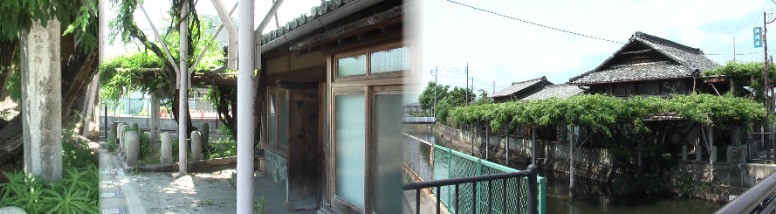 県天然記念物「岩崎清流亭の藤」川面に垂れる藤は樹齢４００年の三尺藤で一幅の絵のようです。 清流亭。