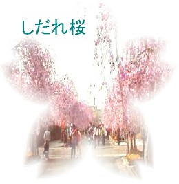 しだれ桜