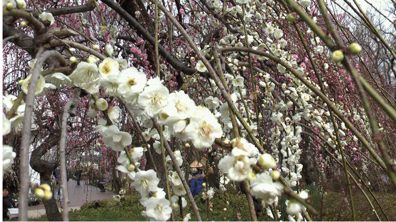 名古屋市農業センター、しだれ梅。