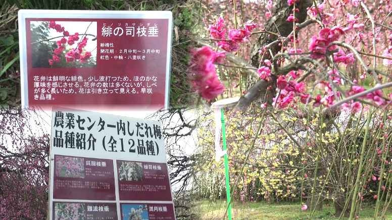特選情報 しだれ梅まつり:12品種700本、2月下旬から3月中旬まで見ごろ。 農業センター鶴舞線平針駅下車 しだれ梅・第2部 しだれ梅と農業に触れてみよう・第3部 佐布里池(そうりいけ)の風景2。 佐布里緑と花のふれあい公園。 佐布里池うめ