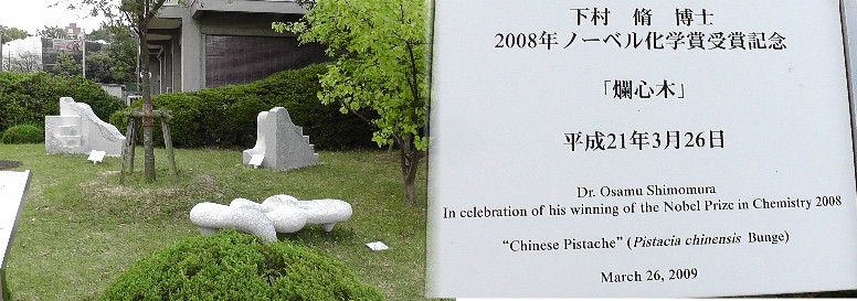ノーベル賞受賞の下村修先生の「爛心木」（大学構内）