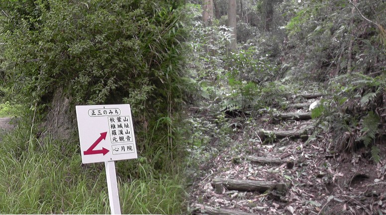 「正三のみち」から椎城跡へ登ろうとしましたが草道不明で迷い、イノシシの生け捕りケージに出会い断念。