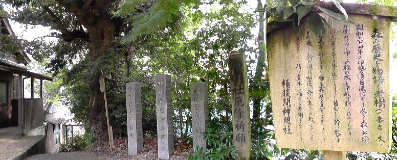 桶狭間神明社境内の「森の歴史を語る老樹」。