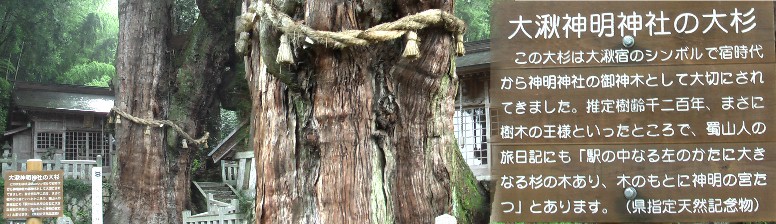 大湫宿のシンボルとなっている推定樹齢１２００年の杉の大木。おりしも雷雨に出会い 落雷の歴史もあり緊張の３０分でした。京から江戸へ向かう人は左になります。