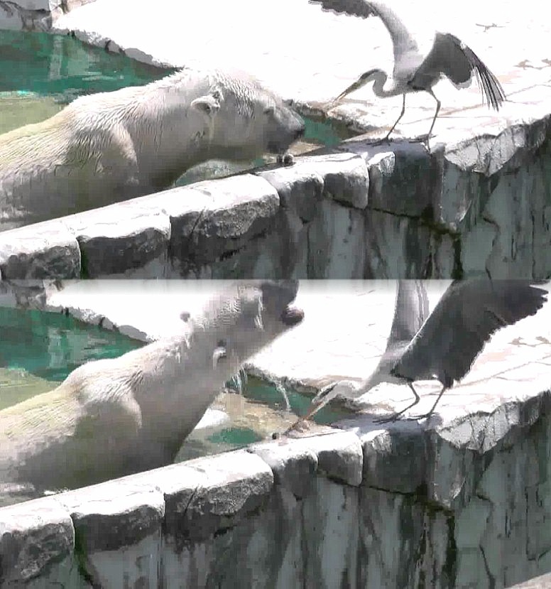 白熊のスキをついて１匹の魚を取り去る瞬間。