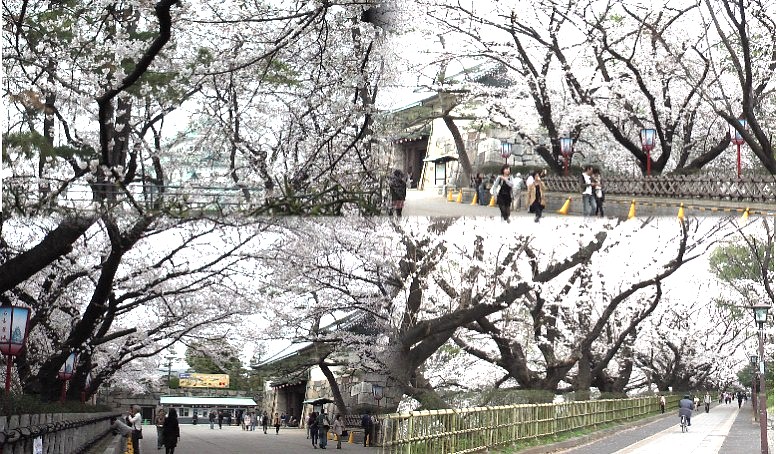 名古屋城正門前の桜4景:満開です。