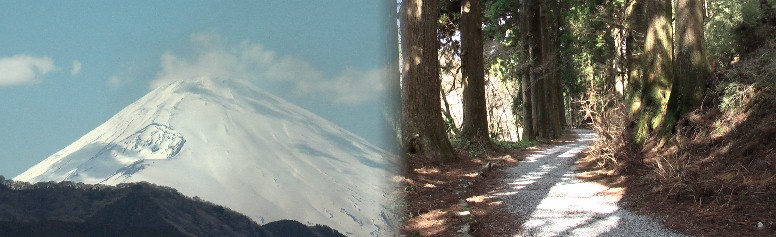 箱根旧街道の杉並木の間隙から見る富士山。