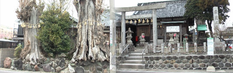 須佐之男神社。左の大木の根っこから何年経ったかなと思いめぐらす。 須佐之男神社