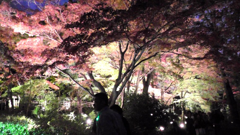 星ケ丘駅周辺案内（その３） 星が丘門にある流木のアート（2019.11.30訪問では見当たりませんでした） 大温室のハイビスカス（no.13） 竹林と竹林見本園（no.10写真左）、薬草の道（no.１２写真右） 中国産植物園林(no.11)