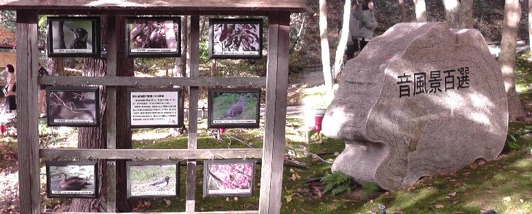 星ケ丘駅周辺案内（その３） 星が丘門にある流木のアート（2019.11.30訪問では見当たりませんでした） 大温室のハイビスカス（no.13） 竹林と竹林見本園（no.10写真左）、薬草の道（no.１２写真右） 中国産植物園林(no.11)