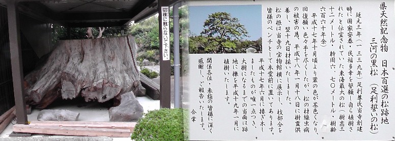 県文化財の三河の黒松（足利誓いの松）。
