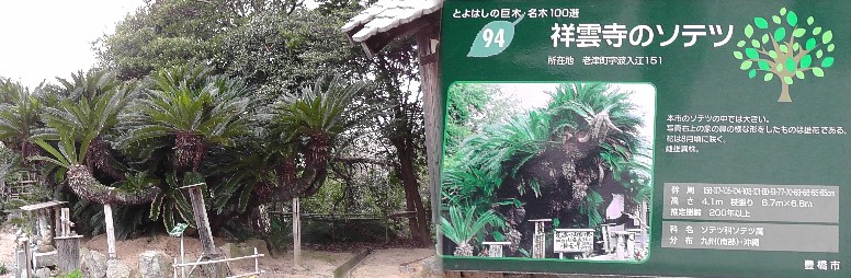 祥雲寺境内のソテツ。