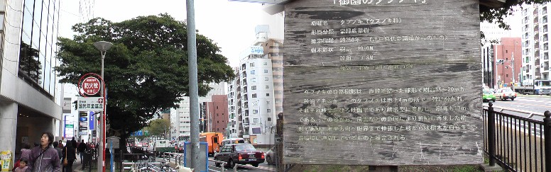 御園座前（伏見通り東側）にある樹齢約２５０年の「タブノキ」