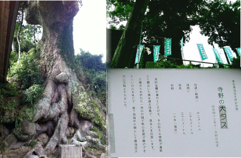 寺野の大クス(上)。左は奇怪で不気味な根っこ部分。県下屈指の大樹として愛知県指定 天然記念物とされました。