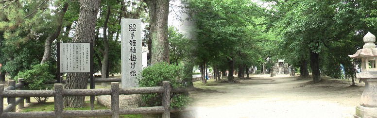 牛野神明社と境内の照手姫袖掛け松。