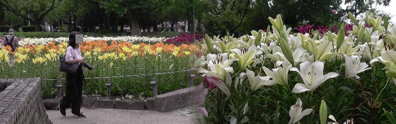 宇宙衛星から見た名古屋市（三地区） 名古屋市（南部） 名古屋市（北部） 名古屋市（東部） ▽▲▽▲▽▲▽ゆり園（千種公園）・ラベンダー（荒子川公園) 千種公園・ゆり南園１。左は北西園。 千種公園・ゆり南園２。 ユリの花園・千種区千種公園(第