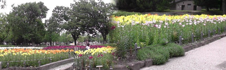 千種公園・ゆり南園１。左は北西園。 千種公園・ゆり南園２。 千種公園・ゆり南園３。
