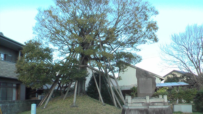 写真は東塚で十数本の木柱で支えられているが痛々しく心配だ。番場宿久禮一里塚跡碑に 書き込まれた川柳に「くたびれたやつが見付ける一里塚」、納得してにっこり。