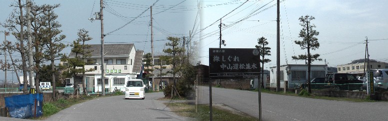 早く見事な松並木に育って下さい。