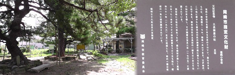 土呂陣屋の松。福岡小学校内にあります。 土呂陣屋の松きらり百選。