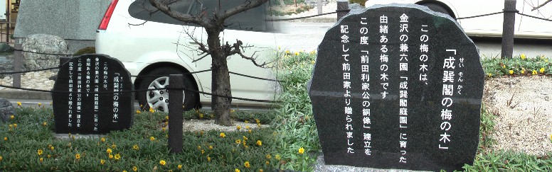 ポケットパークに植えられた梅の木。