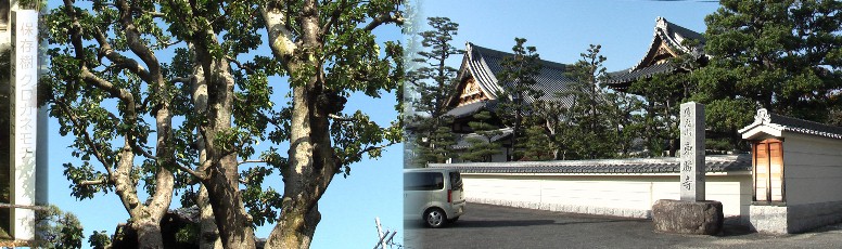 東勝寺（右）高針城主の菩提寺といわれる。境内の市保存樹クロガネモチ（左）。