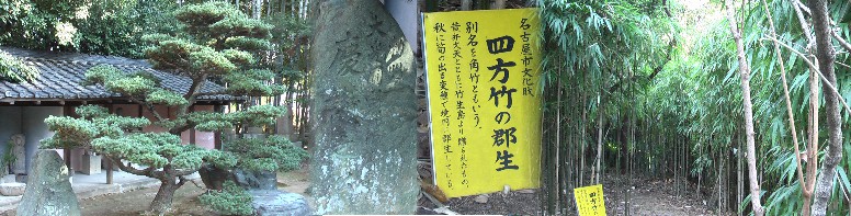 境内の竹林と五葉松。