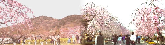 後ろの山は東谷山（名古屋市で一番高い山、１９８メートル）平成１３年４月8日撮影