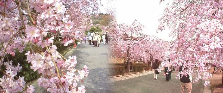 しだれ桜約１０００本の絢爛豪華。